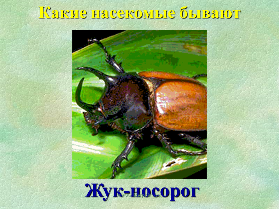 Жук носорог план. Жук олень и Жук носорог. Насекомые Жук носорог. Паразиты жука носорога. Жук носорог 1 класс окружающий мир.