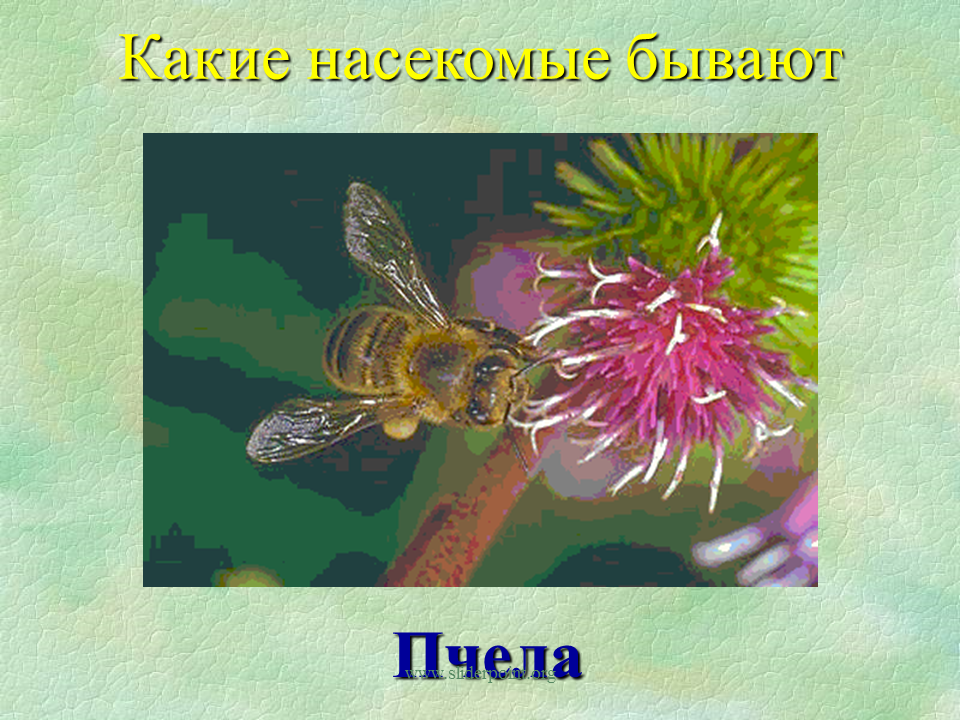 Насекомые урок 1 классе. Насекомые 1 класс. Презентация насекомые 1 класс. Проект насекомые 1 класс. Презентация насекомые 1 класс окружающий мир школа России.