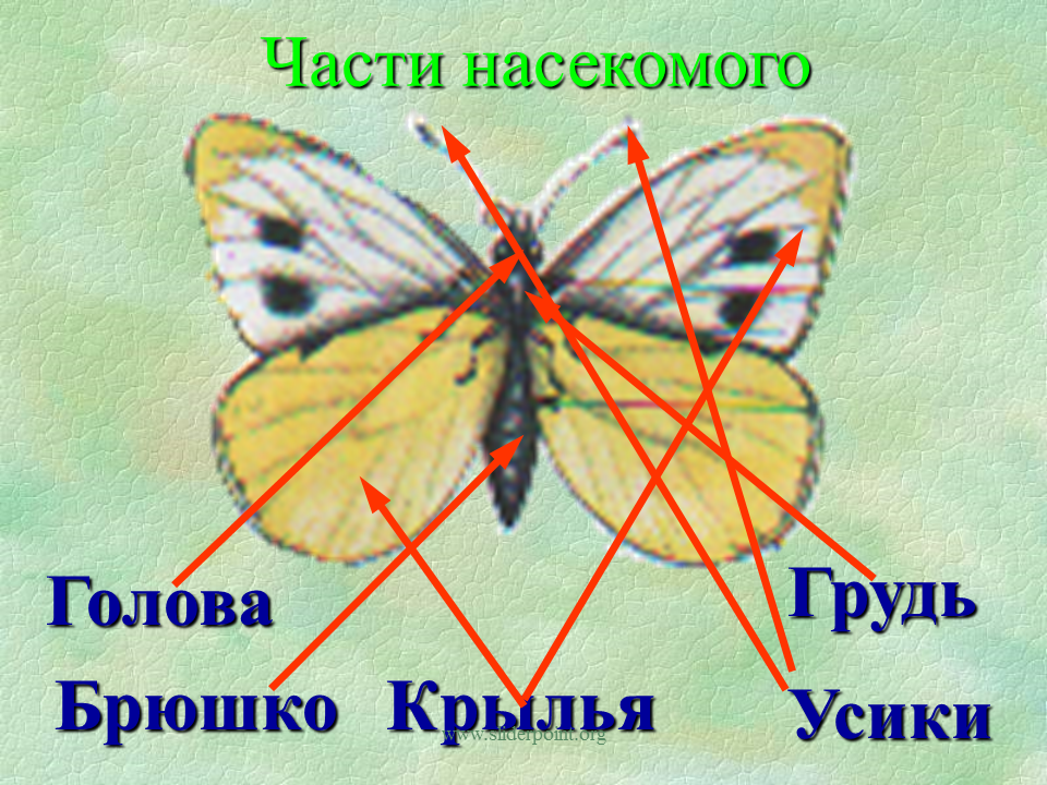 Насекомые урок 1 классе. Насекомые презентация. Презентация на тему насекомые. Презентация насекомые 1 класс. Насекомые 1 класс окружающий мир.