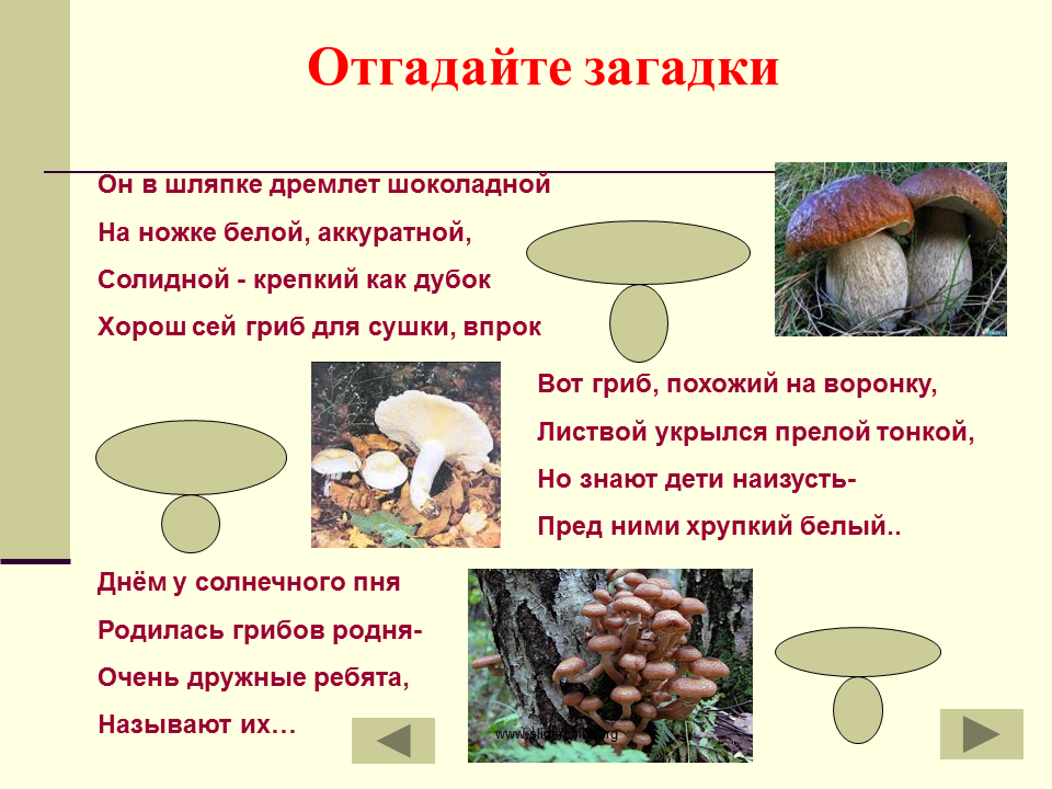 Значение шляпочных грибов в жизни человека. Проект царство грибов 3 класс окружающий мир. Царство грибов сообщение 3 класс. План про грибы 3 класс окружающий мир. Проект 3 кл царство грибов.