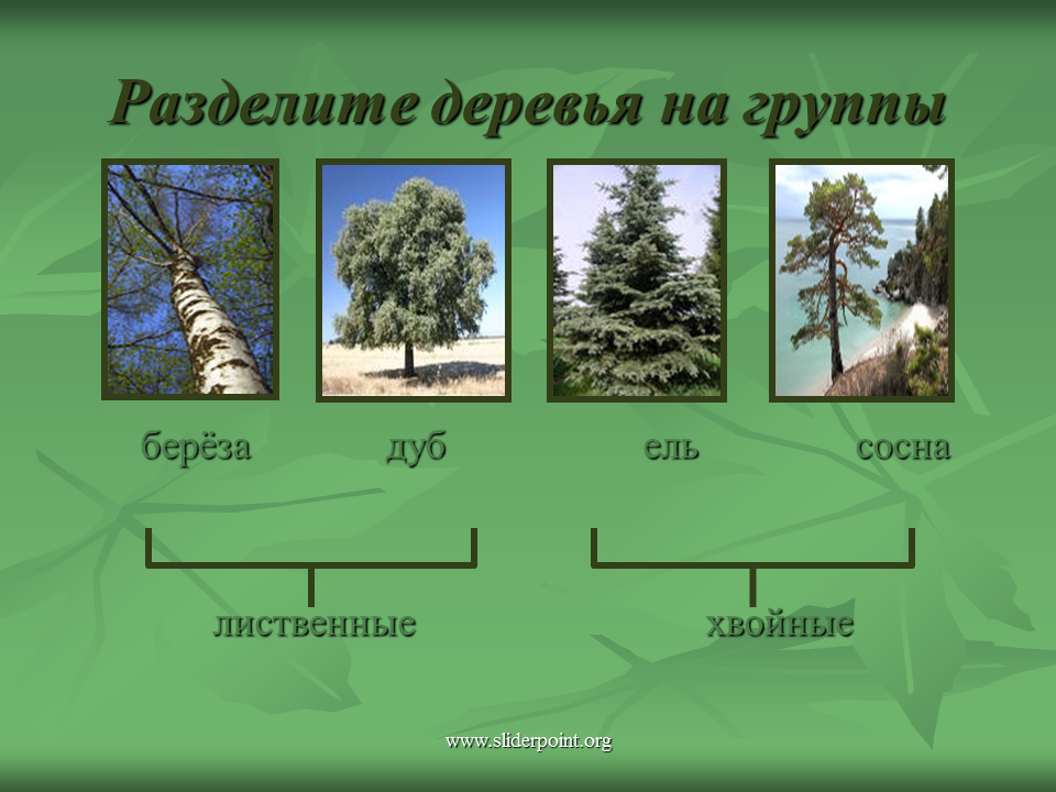 Лиственные и хвойные растения. Лиственные деревья. Группы деревьев хвойные и лиственные. Лиственные деревья делятся на.