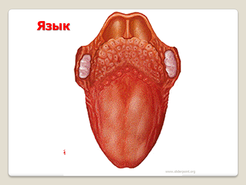 Части языка человека