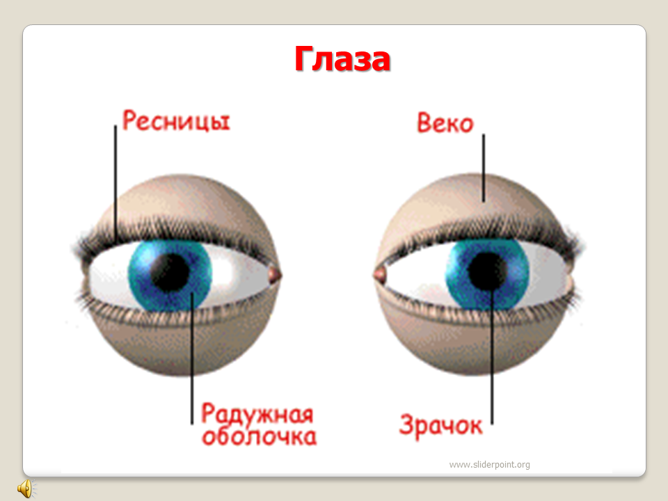 Строение глаза для дошкольников. Органы чувств глаза. Органы чувств человека зрение. Строение Глада для детей дошкольного возраста.