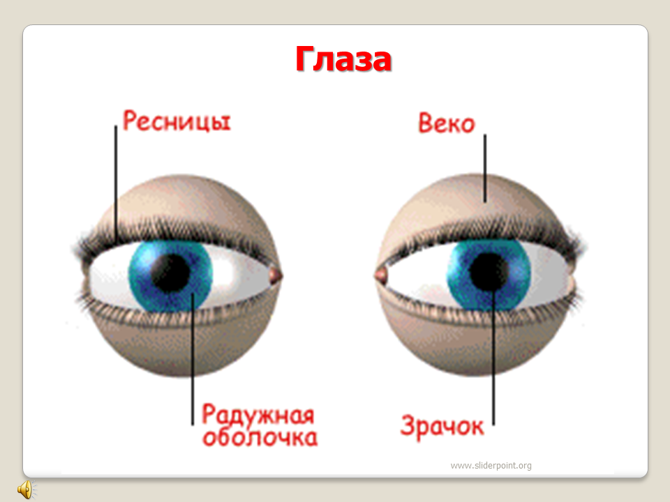Видит глаза как пишется. Строение глаза для дошкольников. Органы чувств глаза. Органы чувств человека зрение. Строение Глада для детей дошкольного возраста.