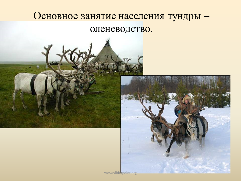 Тундра и т д. Зона тундры 4 класс окружающий мир. Природная зона тундра 4 класс окружающий мир. Занятия населения тундры. Жители тундры.