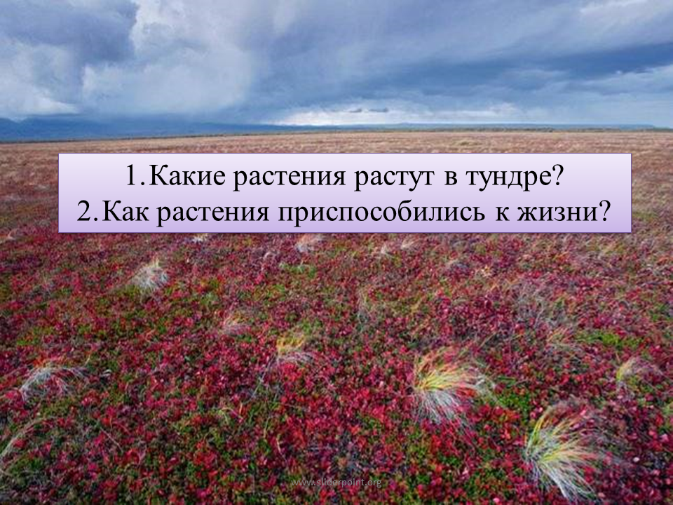 Растения тундры. Какие растения растут в тундре. Растительный мир тундры. Растения тундры презентация.