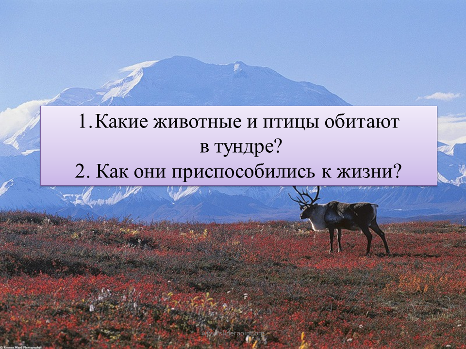 Тундра 4 класс. Тундра презентация. Презентация на тему тундра. Какие животные и птицы обитают в тундре.