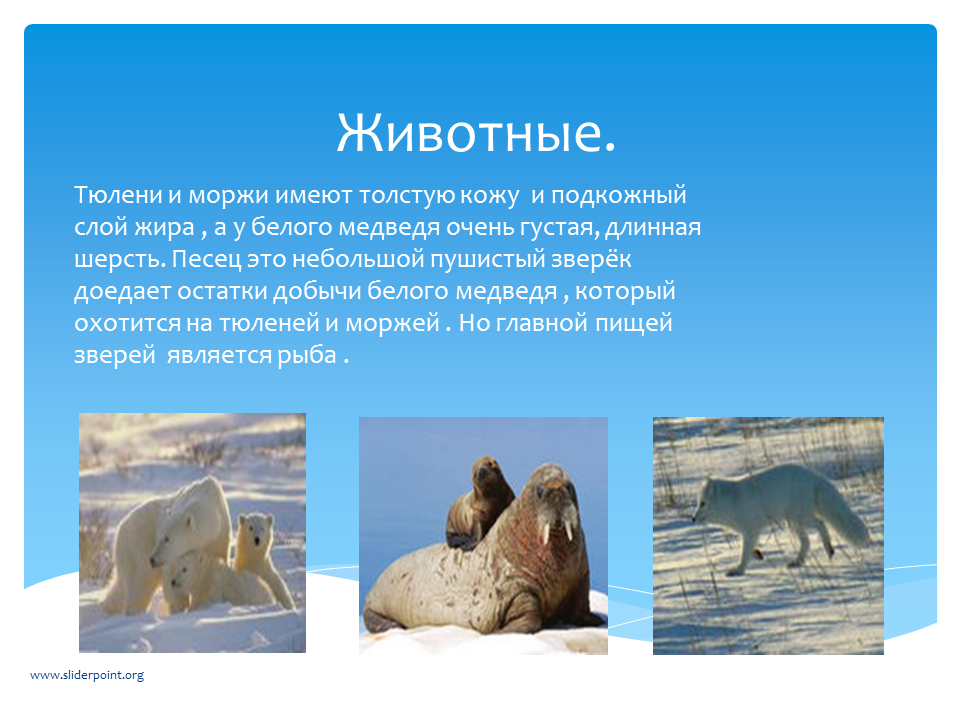 Доклад по окружаемому миру 4 класс. Животные ледяной зоны. Ледяная зона презентация. Животные ледяной зоны 4 класс. Ледяная Арктическая зона животные.