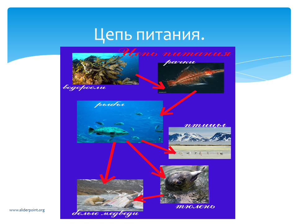 Схема питания арктической. Пищевая цепочка Арктики 4 класс. Цепь питания арктической пустыни. Цепи питания арктических пустынь 4 класс окружающий мир. Пищевая цепочка арктической пустыни.