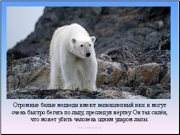 ќгромные белые медведи имеют великолепный нюх и могут очень быстро бегать по льду, преследу¤ жертву. ќн так силЄн, что может убить человека одним ударом лапы.