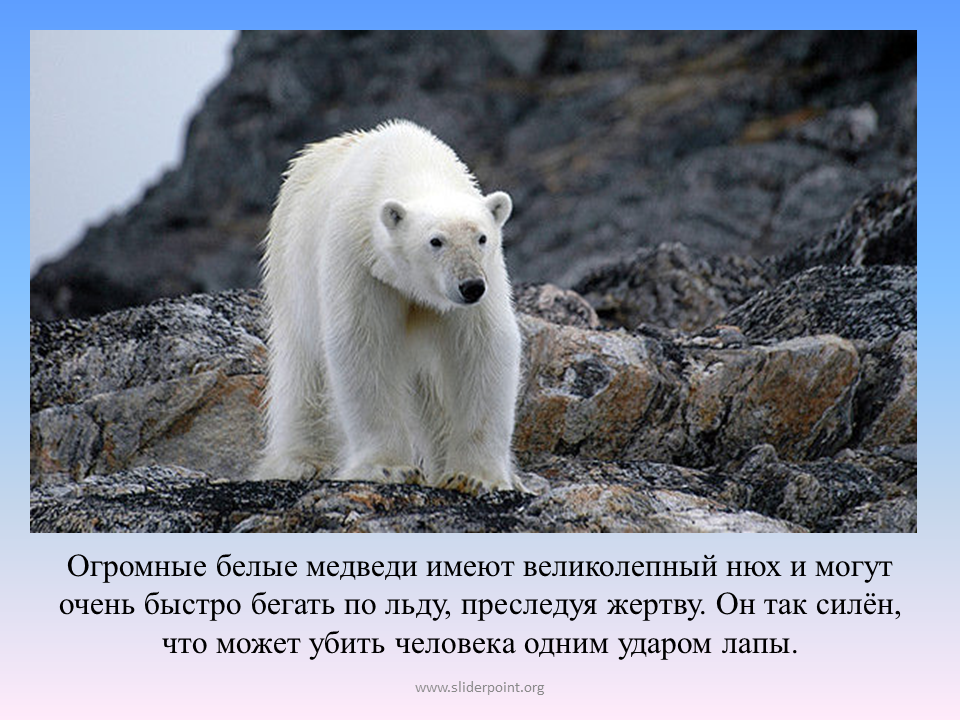 Какую среду освоил медведь. Животный мир Арктики. Огромный белый медведь. Белый медведь слайд. Белый медведь Арктика 4 класс.