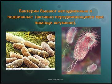 Бактерии бывают неподвижные и подвижные (активно передвигающиеся при помощи жгутиков).