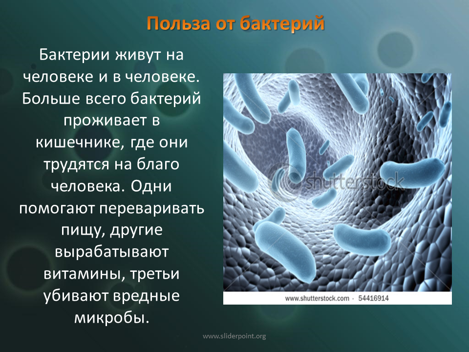 Презентация бактерий в жизни человека. Доклад о бактериях. Доклад по биологии бактерии. Презентация на тему бактерии. Сообщение о полезных бактериях.