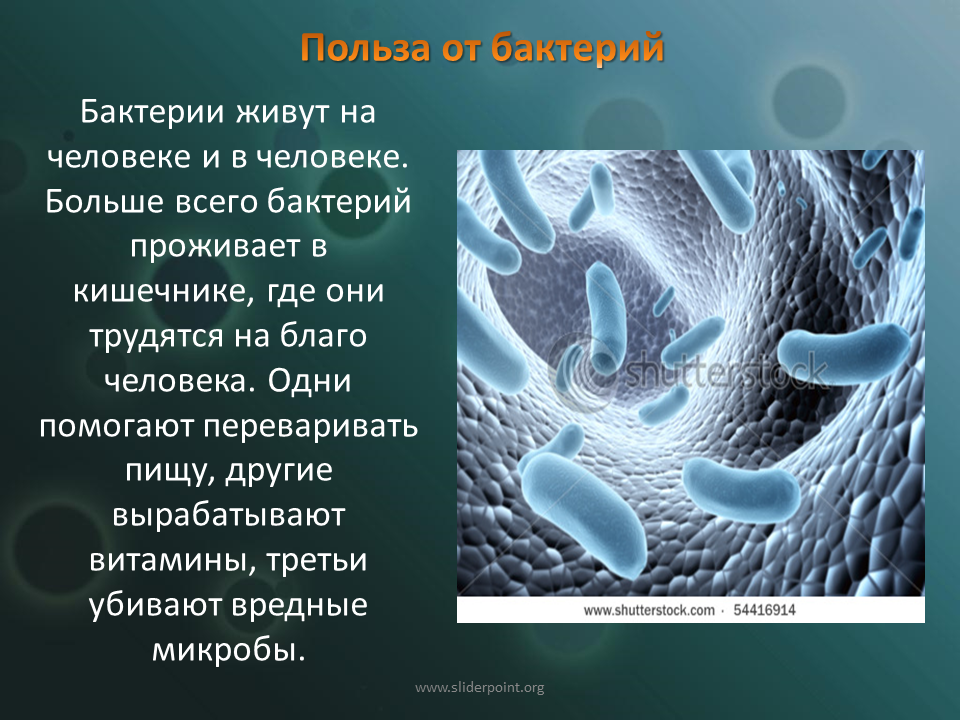 Все ли бактерии приносят вред. Доклад о бактериях. Доклад по биологии бактерии. Презентация на тему бактерии. Сообщение о полезных бактериях.