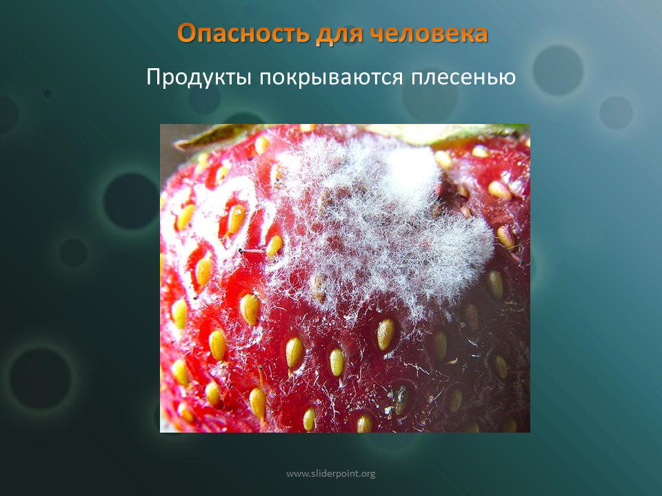 Вред наносимый бактериями. Полезные и вредные микроорганизмы. Вредные бактерии. Вредные бактерии для человека. Опасные микробы.