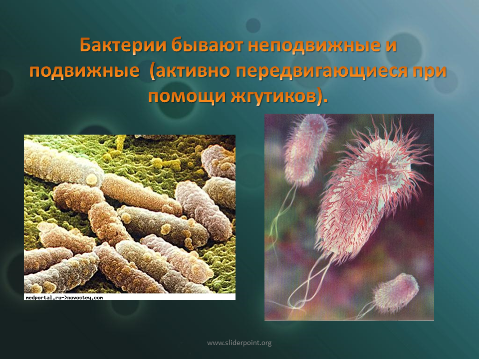 Передвижение бактерий. Неподвижные бактерии. Неподвижные микроорганизмы. Подвижные микроорганизмы. Подвижные и неподвижные бактерии.