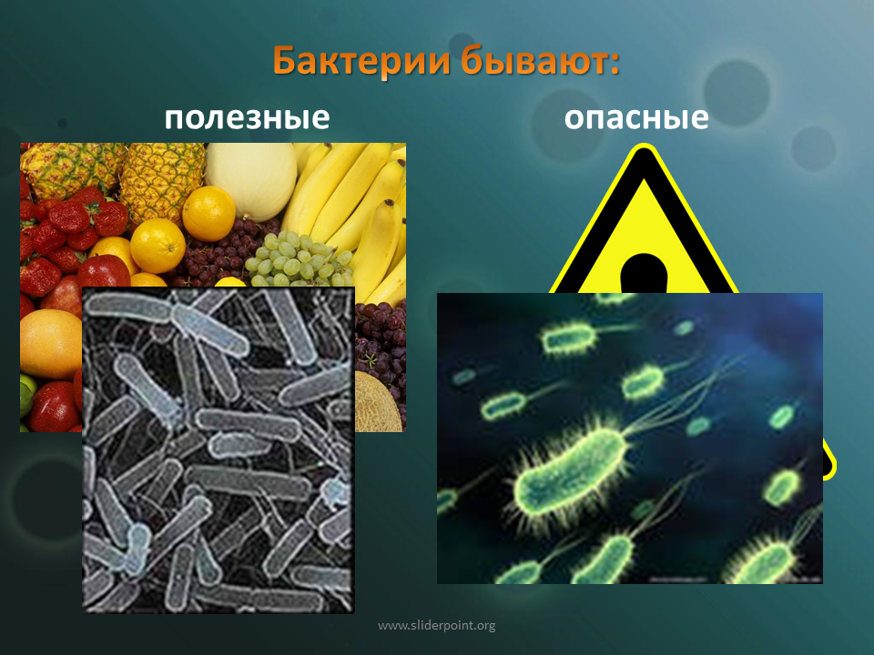 Полезные бактерии картинки
