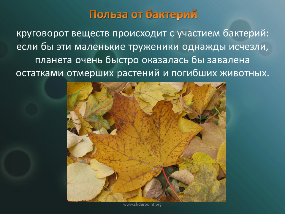 Польза бактерий. Круговорот веществ происходит с участием бактерий. Какая польза от бактерий. Презентация польза от микроорганизмов.