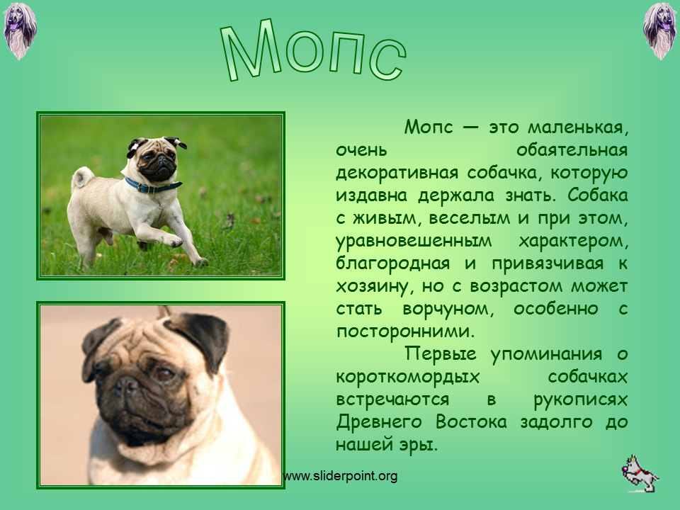 2 Класс рассказ о породе собак Мопс. Мопс собака описание. Сообщение о породе Мопс. О породе Мопс кратко.