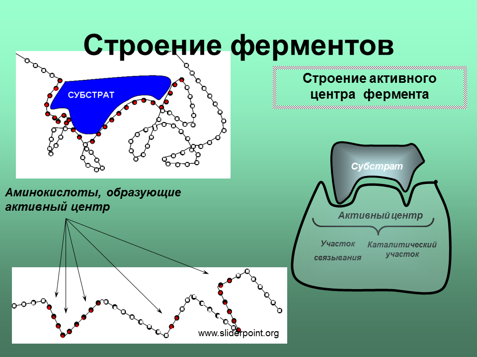 Активная группа фермента. Строение активного центра ферментов. Строение активного центра биохимия. Состав активного центра фермента. Структура активного центра фермента.