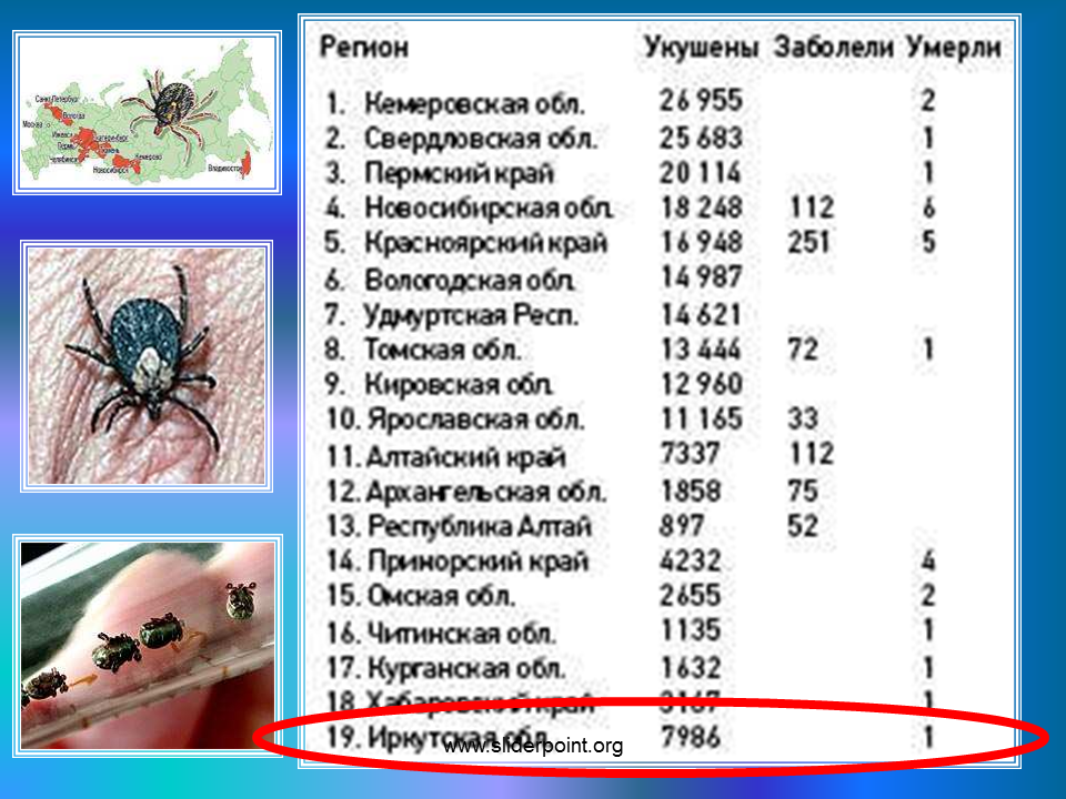 Сколько людей укусил клещ. Статистика укуса энцефалитного клеща. Статистика укусов клещей. Статистика клещевых укусов по годам. Клещевой энцефалит смертность.