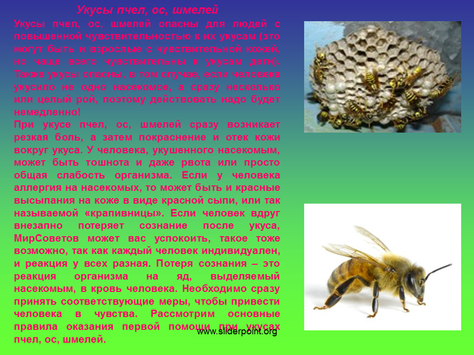 Интересные факты о пчелах и осах. Сообщение о пчелах и шмелях. Сообщение о пчелах осах. Интересные факты о пчелах и шмелях.