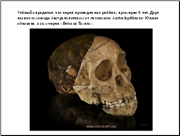 Учёный определил, что череп принадлежал ребёнку примерно 6 лет. Дарт назвал гоминида Австралопитеком от латинского Australopithecus- Южная обезьяна, а сам череп «Бэби из Таунга».