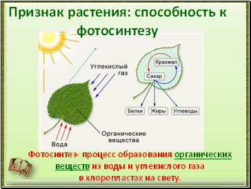 Признак растения: способность к фотосинтезу