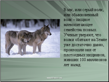 Волк, или серый волк, или обыкновенный волк – хищное млекопитающее семейства псовых. Ученые уверяют, что волки обитают на Земле уже достаточно давно, произошли они от плотоядных хищников, живших 100 миллионов лет назад.