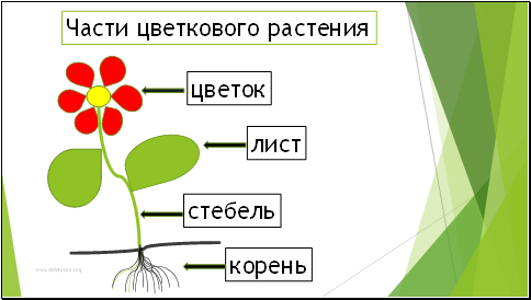 Части цветкового растения