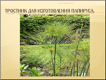 Тростник для изготовления папируса. Тростник для изготовления папируса.